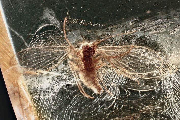 Fossil Moth Fly (Psychodidae) In Baltic Amber #372623